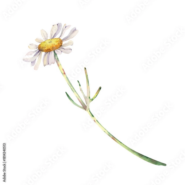 Fototapeta A white daisy flower on a long stem. Watercolor illustration of a wildflower on an isolated background. Botanical drawing for wedding cards and invitations.