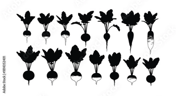 Fototapeta A collection of black and white radish illustrations with leafy tops