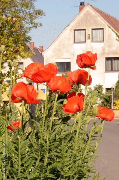 Obraz Papaver Orientale