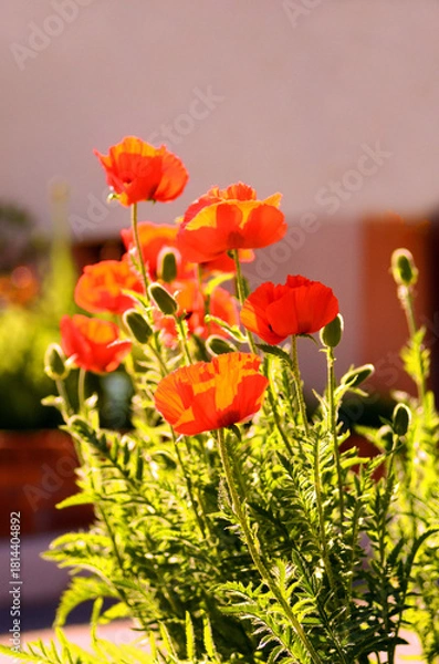 Obraz Papaver Orientale