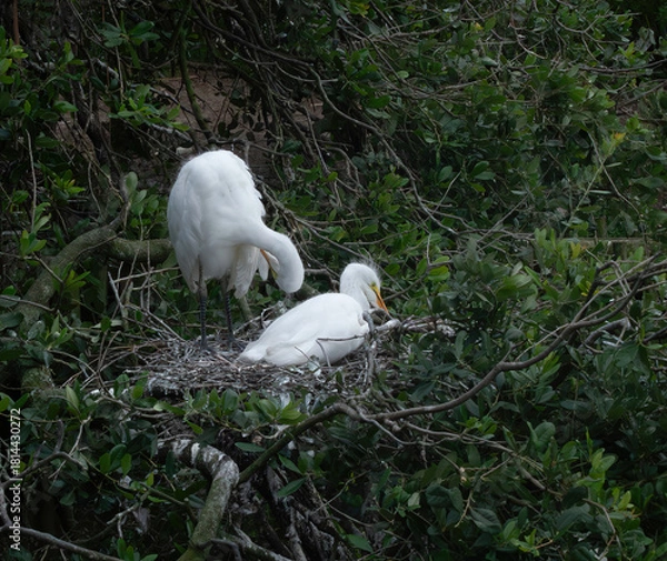 Obraz Great Heron Chicks in a nest
