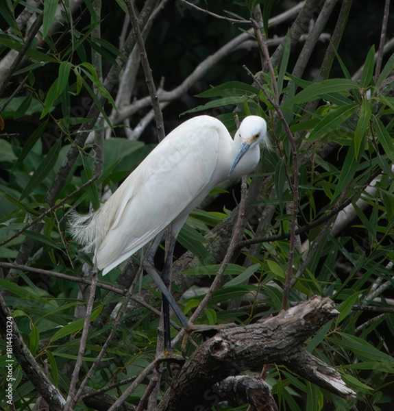Obraz Great Heron in a tree