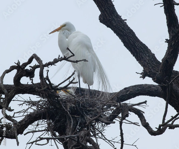 Obraz Great Heron in a tree