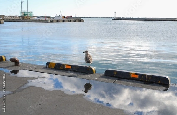 Obraz オオセグロカモメ