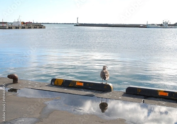 Obraz オオセグロカモメ