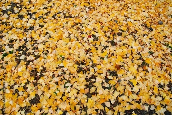 Obraz イチョウの落ち葉