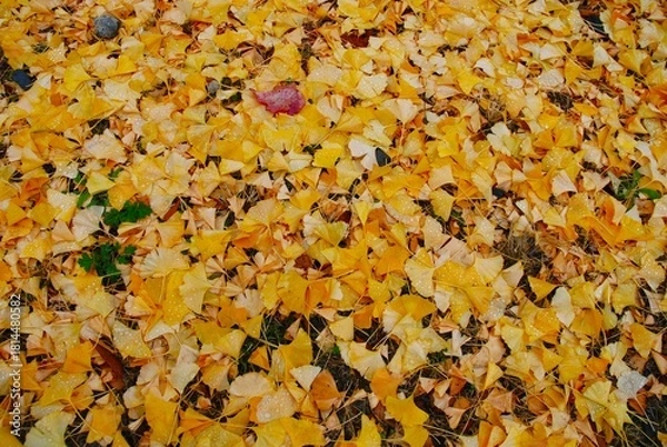 Obraz イチョウの落ち葉