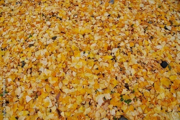 Obraz イチョウの落ち葉