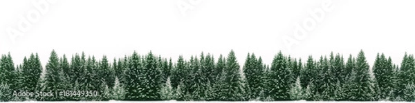 Fototapeta Panorama lasu świerkowego pokryte świeżym śniegiem w okresie zimowych świąt Bożego Narodzenia. Scena zimowa jest prawie duotonna ze względu na kontrast między mroźnymi świerkami, białym śniegiem na pierwszym planie i niebem