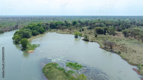 Fototapeta Close-up portrait of a giraffe in a wildlife sanctuary, highlighting its gentle expression and natural habitat.