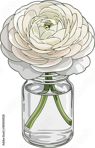 Obraz whisper of white delicate ranunculus bloom in a clear glass jar, isolated on transparent background