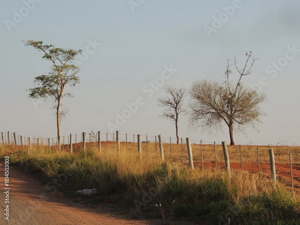 Fototapeta Path in the field - Araçatuba - Brazil