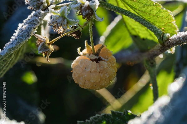 Fototapeta Highresolution image highlighting frozen frost structures on ripe raspberry berry