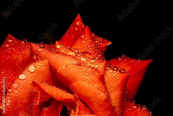 Obraz red rose with water drops