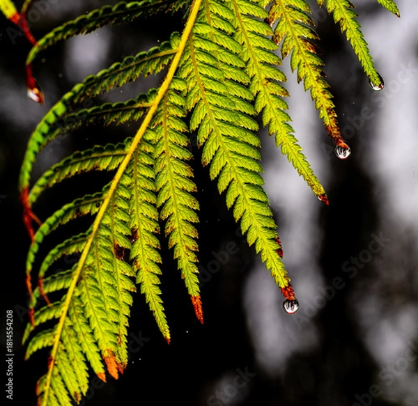 Obraz fern leaf with water drops