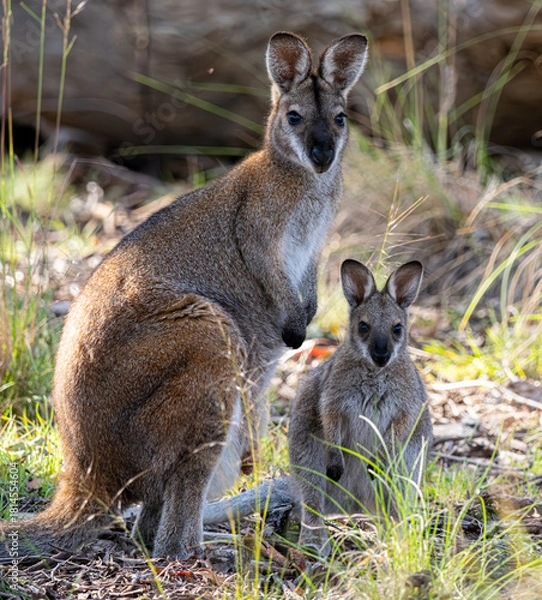 Obraz wallaby and baby