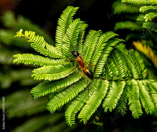 Obraz ant on green leaf