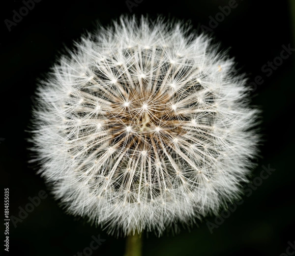 Obraz dandelion on black background