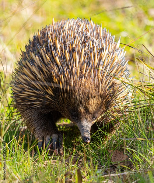 Obraz Echidna