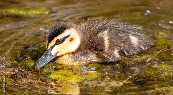 Obraz Duckling