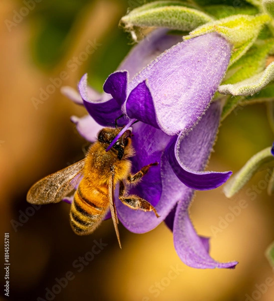 Obraz bee on purple flower