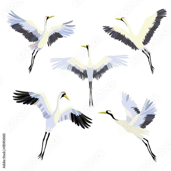 Fototapeta Vector watercolor set of illustrations bird crane. White stork . isolated object
