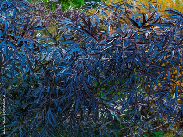 Fototapeta black elderberry bush