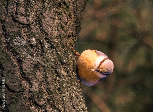 Fototapeta Eurasian Nuthatch bird on a tree