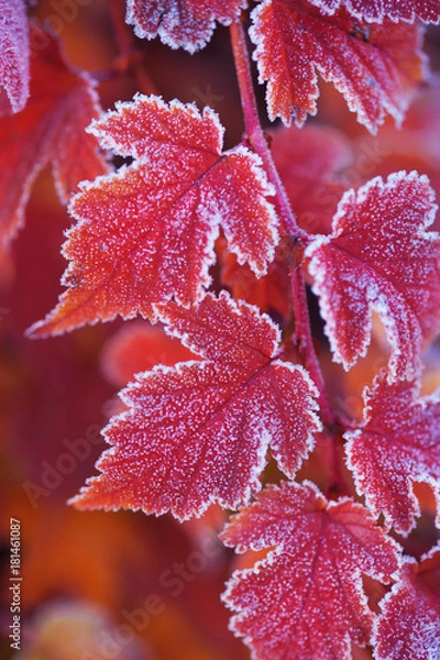 Obraz Red orange frosted leaves of Physocarpus opulifolius diabolo