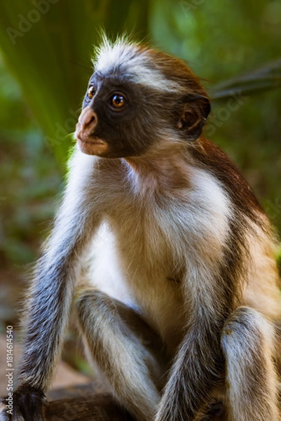 Obraz Grounded Curiosity – Red Colobus Observer