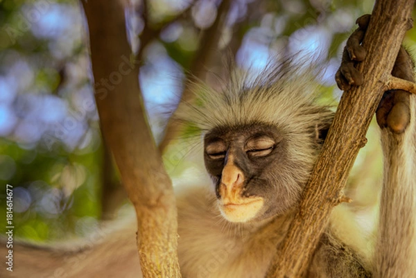 Obraz Dreaming in the Canopy – Sleeping Red Colobus