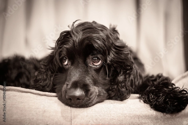 Obraz Black Cocker Spaniel lying on a couch, close-up portrait with soft warm lighting and sad expressive eyes. Emotional pet photography.