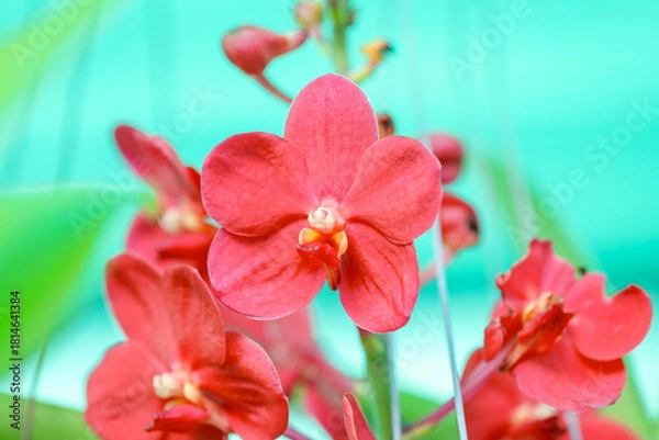 Obraz A close-up of vibrant red Vanda orchid flowers in full bloom.  contrasted against lush green a softly blurred green background. Focus is sharp on the foreground petals, highlighting tropical beauty.