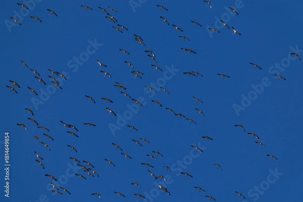 Obraz a huge circeling flock of common cranes (grus grus) in the blue sky, found near Ulaanbaatar in Mongolia