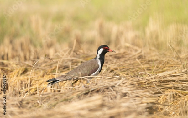 Fototapeta A white-breasted waterhen (Amaurornis phoenicurus) stands on a rice field at noon.