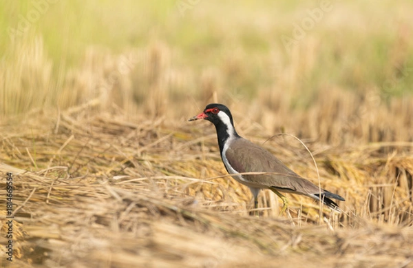 Fototapeta A white-breasted waterhen (Amaurornis phoenicurus) stands on a rice field at noon.