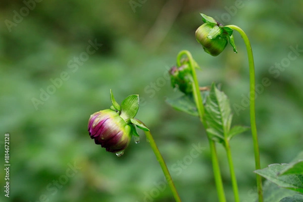 Obraz Bouton de dahlia