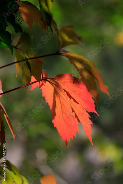 Obraz Vigne rouge feuillage