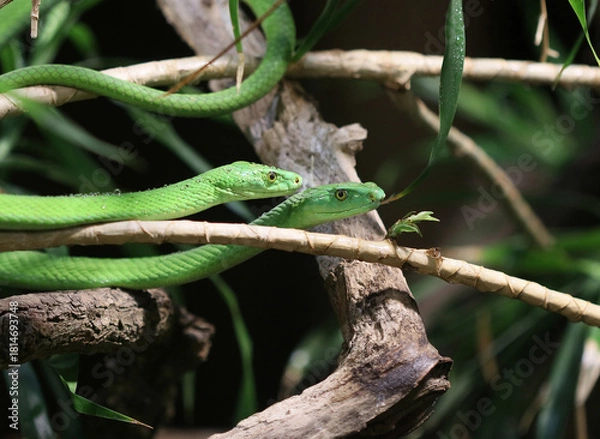 Obraz Gewöhnliche Mamba - Eastern green mamba