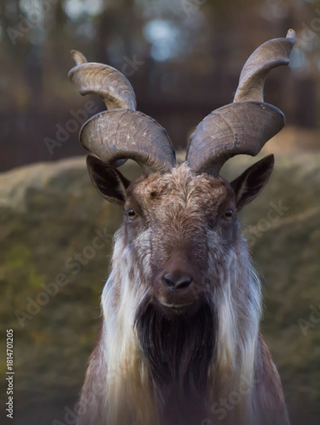 Fototapeta markhor portrait