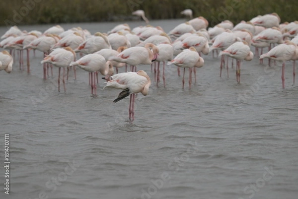 Fototapeta    Picchio rosso maggiore (Dendrocopos major)                                