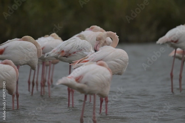 Fototapeta flamingos on water surface