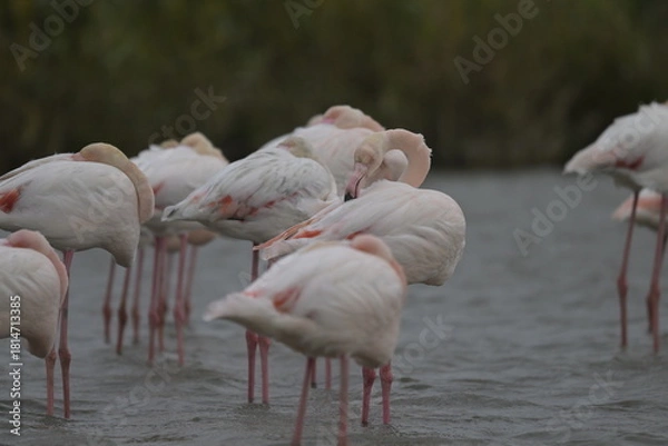 Fototapeta flamingos on water surface