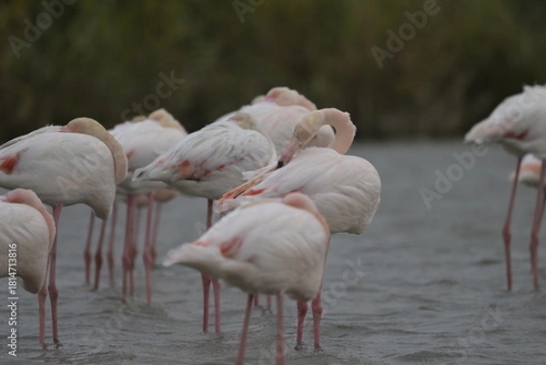 Fototapeta flamingos on water surface