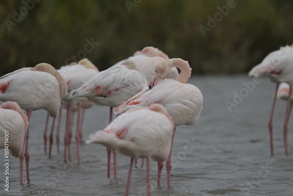 Fototapeta flamingos on water surface