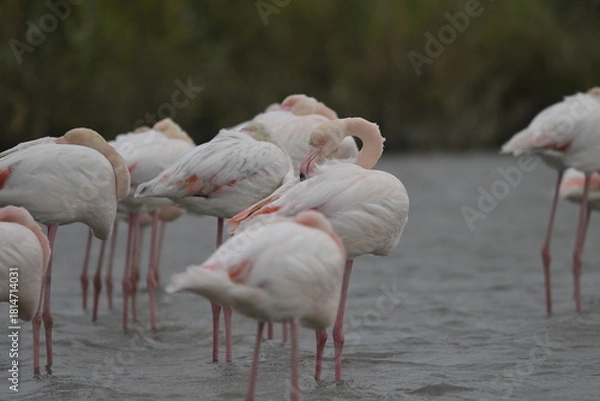Fototapeta flamingos on water surface