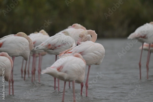 Fototapeta flamingos on water surface