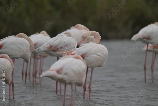 Fototapeta flamingos on water surface