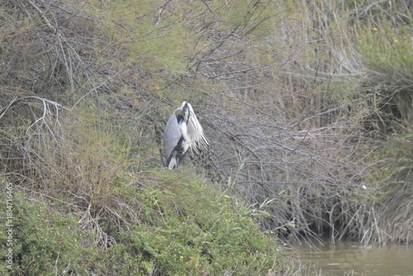 Fototapeta flamingos on water surface