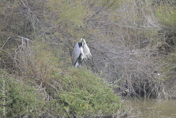 Fototapeta flamingos on water surface